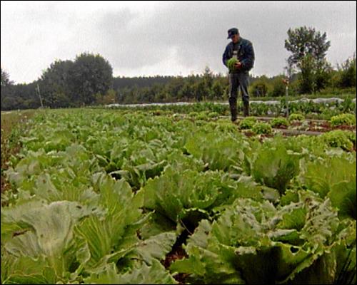 Biobauer bei der Ernte