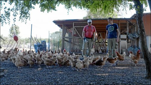 Die Hühner des Projekts 'Rent a Huhn' leben artgerecht im Freilandgehege auf dem Gelände der noris inklusion am Marienberg.