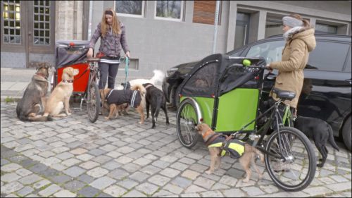 Den Hunden gefällt's: Gassi gehen mit dem »Christiana-Bike« stellt sich als pfiffige Geschäftsidee heraus.