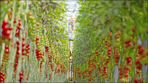 Auch das ist Bio: Produktion von Gemüse unter Glas ist im Knoblauchsland auf dem Vormarsch.