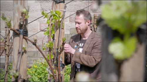 Patrik Fritz ist der einzige Nürnberger Winzer innerhalb der Stadtmauern.