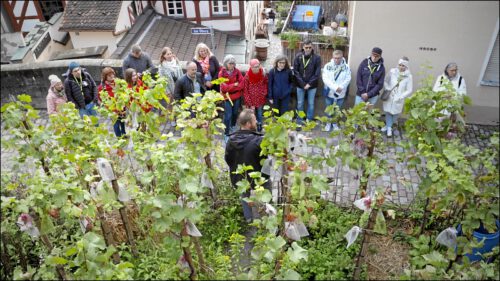 Fritz öffnet bei den Stadt(ver)führungen gerne seine Pforten und erklärt den Gästen was in seinem Weinberg wächst und auf welche Weise angebaut wird.